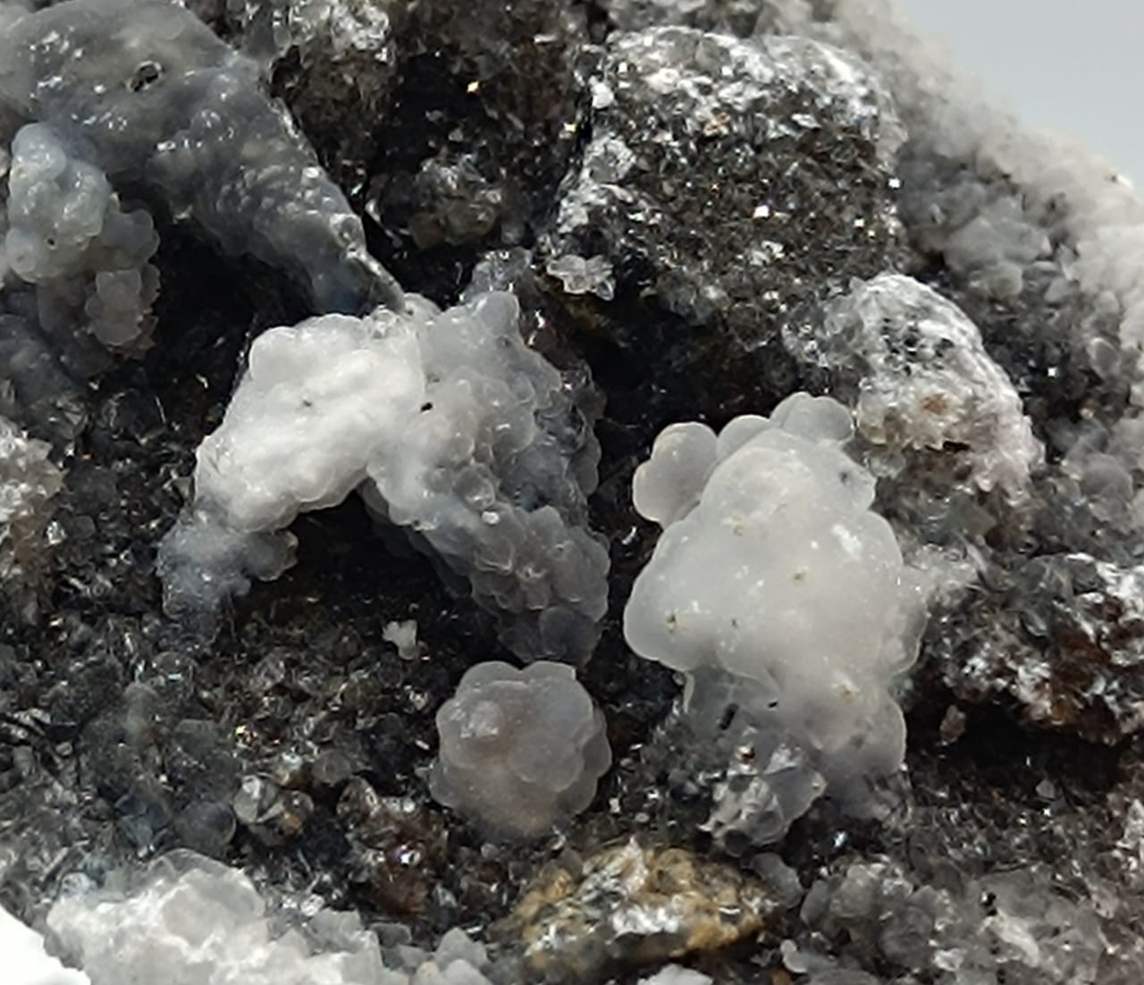 Calcedonia